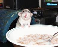 עכבר רעב