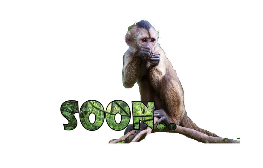 בניית אתרים בחינם