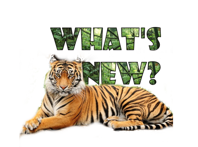 בניית אתרים בחינם