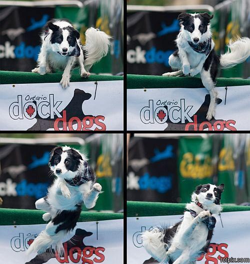 כלב נופל