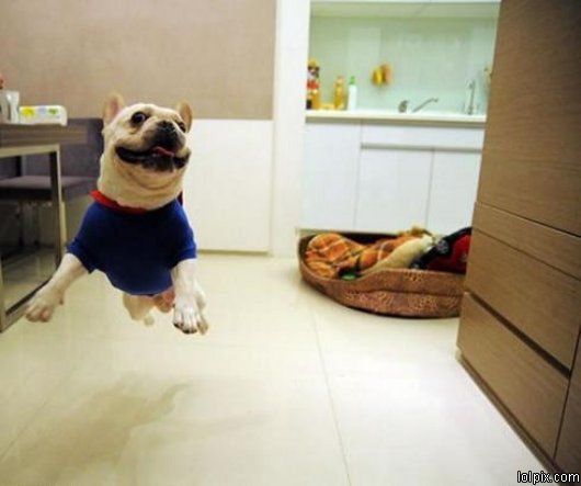 כלב מרחף