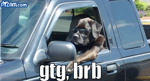 כלב נוהג