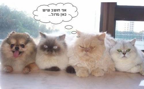 מרגל