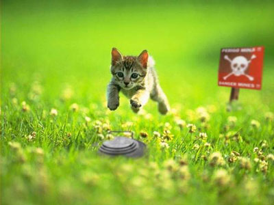 מסכן החתול;-(