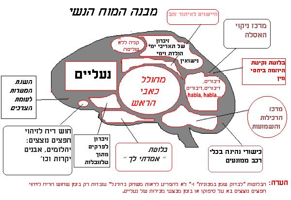 מוח האישה